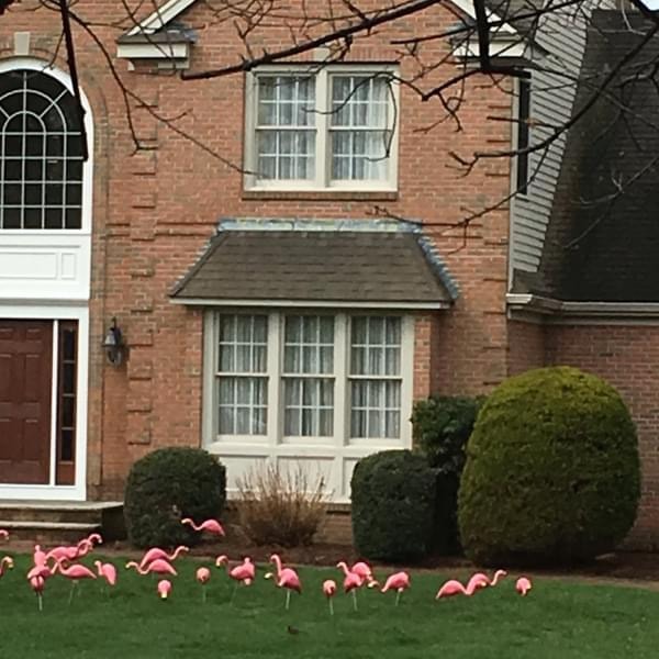 Flamingo Fundraiser